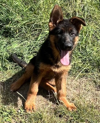Les chiots de Berger Allemand