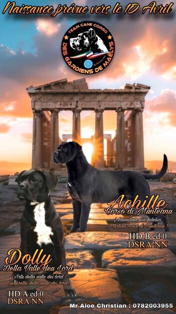CHIOT 5 - Cane Corso