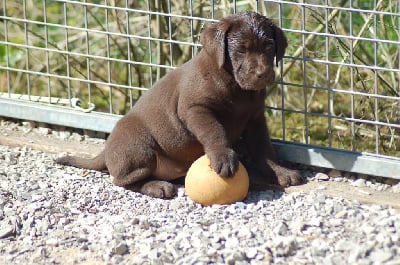 Les chiots de Labrador Retriever