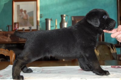 Les chiots de Labrador Retriever
