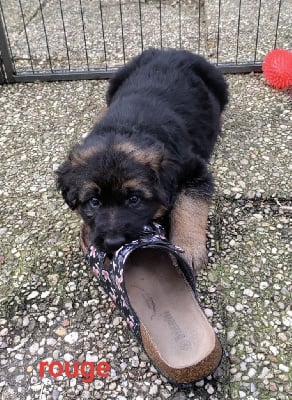 Les chiots de Berger Allemand Poil Long