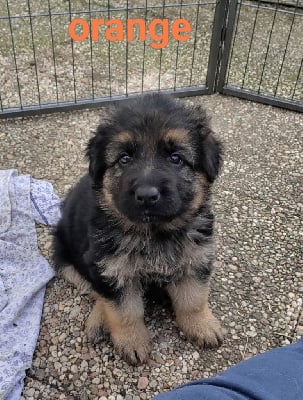 Les chiots de Berger Allemand Poil Long