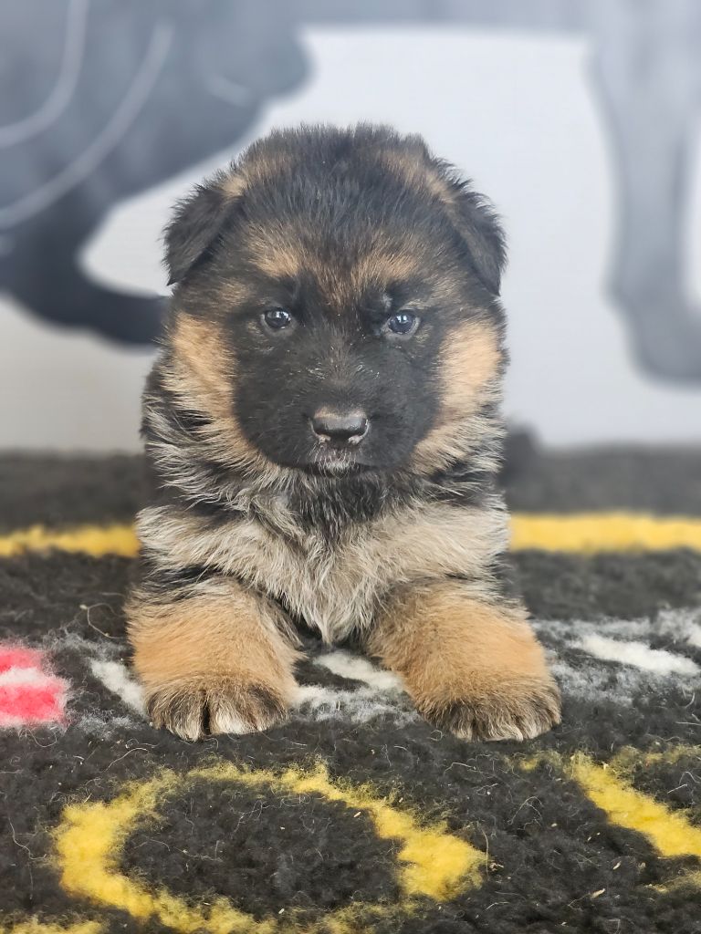 CHIOT 3 - Berger Allemand