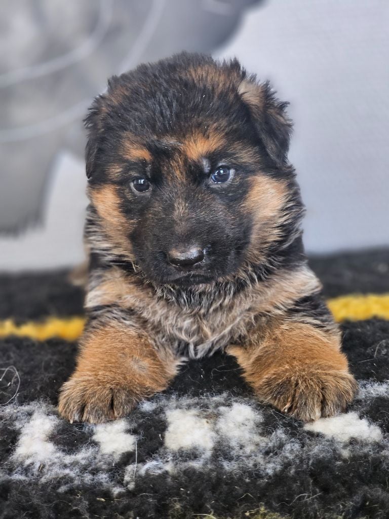 CHIOT 4 - Berger Allemand
