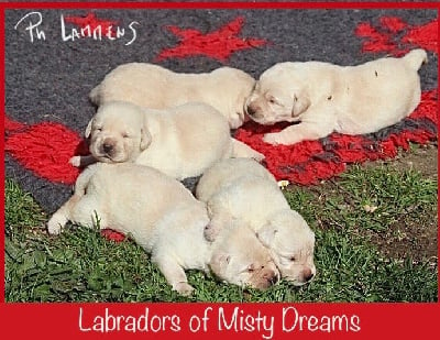 Les chiots de Labrador Retriever