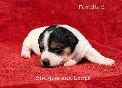 Les chiots de Jack Russell Terrier