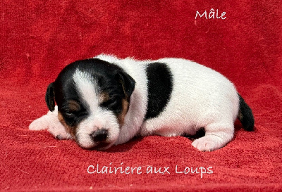 Les chiots de Jack Russell Terrier