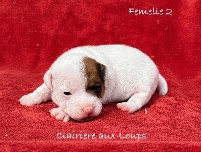 Les chiots de Jack Russell Terrier