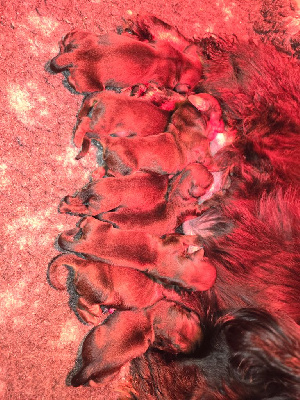 Les chiots de Teckel poil long