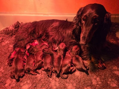 Les chiots de Teckel poil long