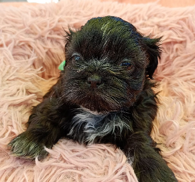 Les chiots de Shih Tzu
