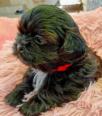 Les chiots de Shih Tzu