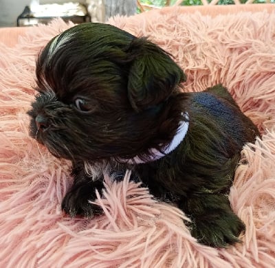 Les chiots de Shih Tzu