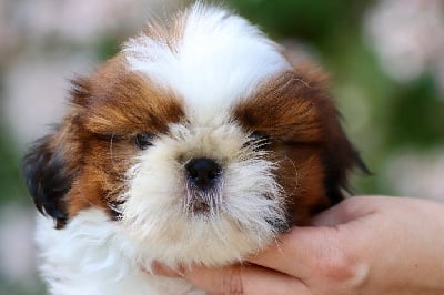 Les chiots de Shih Tzu
