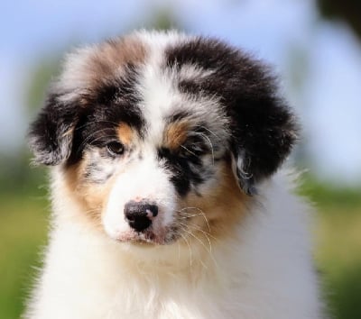 Les chiots de Berger Australien