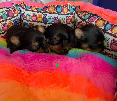 Yorkshire Terrier