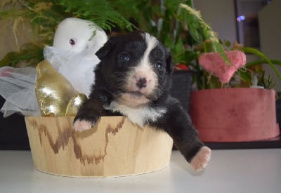 Les chiots de Berger Américain Miniature