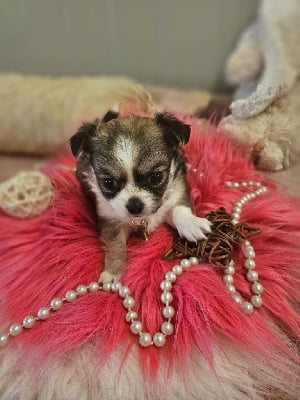 Les chiots de Chihuahua