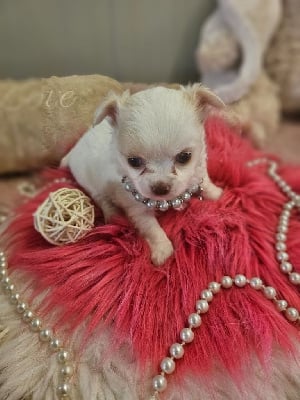 Les chiots de Chihuahua