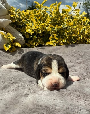 Les chiots de Beagle