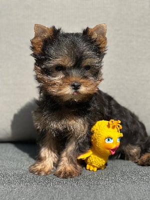 Les chiots de Yorkshire Terrier