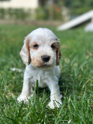 Les chiots de Cocker Spaniel Anglais