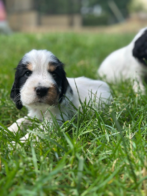 Les chiots de Cocker Spaniel Anglais