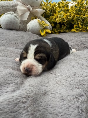 Les chiots de Beagle