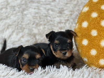 CHIOT 3 - Yorkshire Terrier