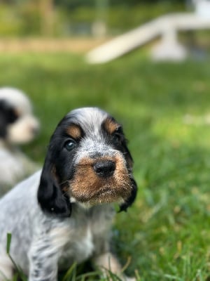 Les chiots de Cocker Spaniel Anglais