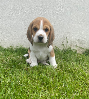 CHIOT 2 - Beagle