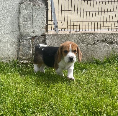 CHIOT 1 - Beagle