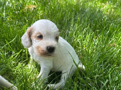 Les chiots de Cocker Spaniel Anglais