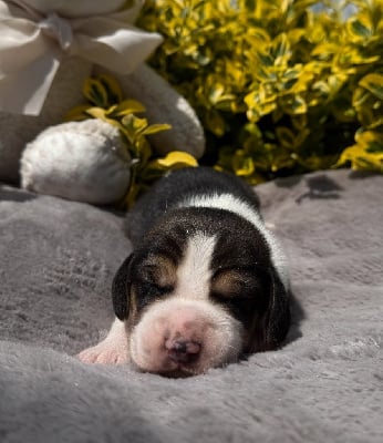 Les chiots de Beagle