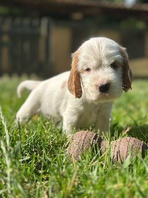 Les chiots de Cocker Spaniel Anglais