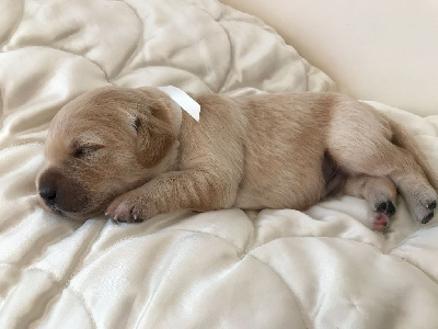 Les chiots de Golden Retriever