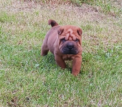 Les chiots de Shar Pei