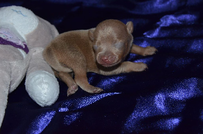 Les chiots de Russkiy Toy (Petit Chien Russe)