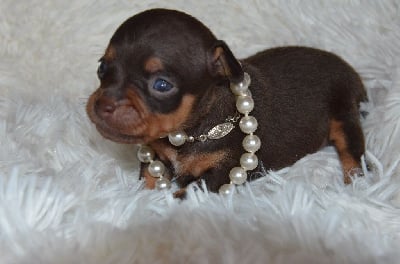 Les chiots de Russkiy Toy (Petit Chien Russe)