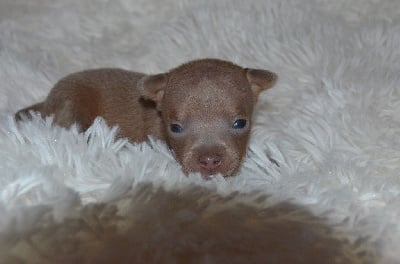 Les chiots de Russkiy Toy (Petit Chien Russe)
