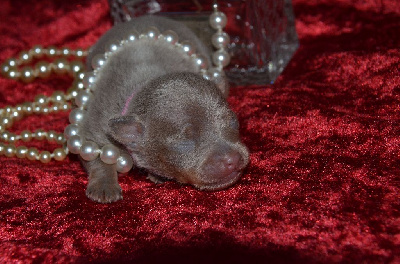 Les chiots de Russkiy Toy (Petit Chien Russe)