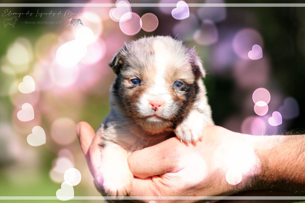CHIOT 5 - Berger Australien