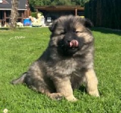 Les chiots de Eurasier