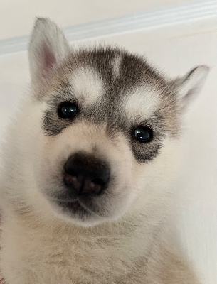Les chiots de Siberian Husky