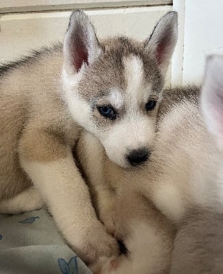 Les chiots de Siberian Husky