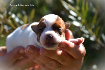 CHIOT 2 - Jack Russell Terrier