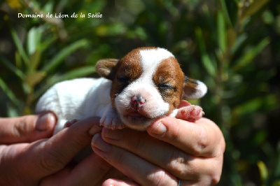 CHIOT 4 - Jack Russell Terrier