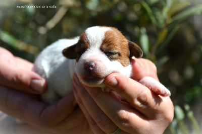 CHIOT 6 - Jack Russell Terrier