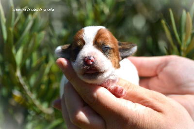 CHIOT 5 - Jack Russell Terrier