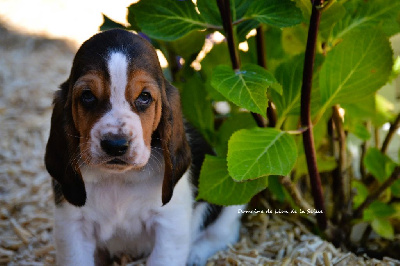 Les chiots de Basset Hound